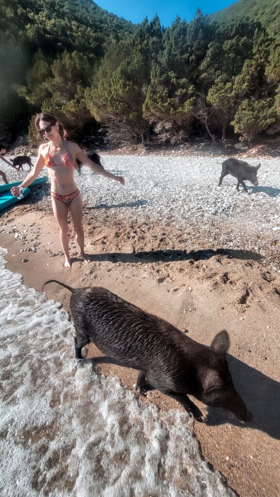 Wild Boars enjoying the company of the people.