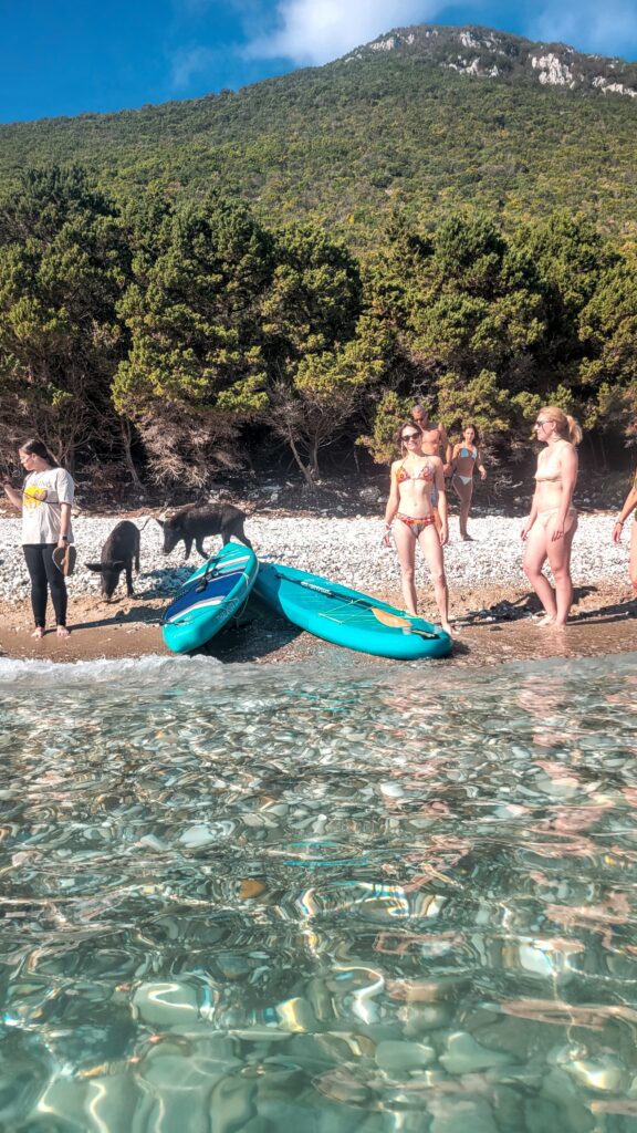 People and Wild Boars enjoying Atokos Beach.